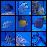 ANGEL AQUATICS - BIRMINGHAM - STUNNING CORALS & FISH