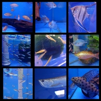 ANGEL AQUATICS - GREAT SELECTION OF QUALITY TROPICAL FISH