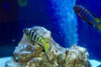 Williamsi Blue Lips and Membe Deep Cichlids For Sale