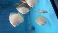 Various strain discus 3 inch