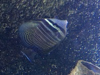 marine fish, sailfin tang rabbit fish damsels and blenny