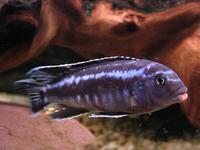 2 striped Raphael Catfish and Bristlenose