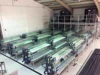 Tropical Fish International - Newly set up UK Wholesaler