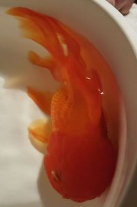 Red Oranda - Large, 6-7 inches High Grade - originally bought from Star Fisheries