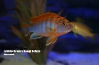 AQUA-SHACK::::High quality African rift lake cichlids