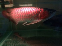 26 inches super red arowana