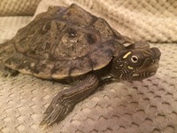 For Sale.... mississippi map turtle