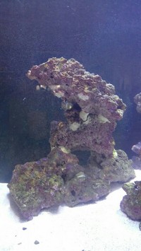 Marine Fish, rock, ricordea, zoas, fromia and clean up crew, St Austell