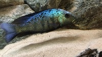 Malawi cichlids breeding pairs £200 job lot