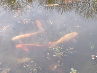 5 Large Koi carp for sale - £500 Ono