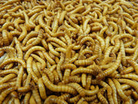 Live Mealworms