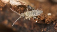 Live Springtails