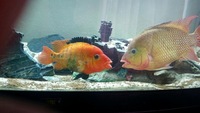 Red terror breeding pair