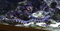 Snowflake Moray Eel