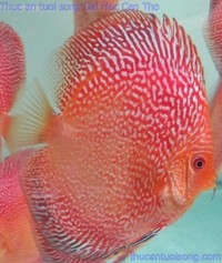 Martin Ng Discus available at Corban Discus