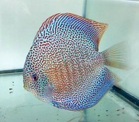 Martin Ng Discus available at Corban Discus