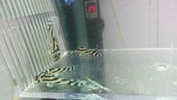 L-046 Zebra Pleco