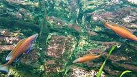 SOLD Paracyprichromis nigripinnis neon x 5