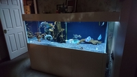 6x3x2 Tropical Aquarium £1000