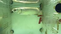 GOLDEN HEAD 24K CROSSBACK AROWANA PREMIUM GRADE