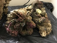 15kg of Mature Live Rock £50