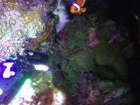 Corals and pair of clown fish for sale