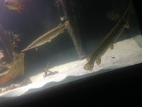 Alligator gar 16 inches