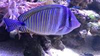 Sailfin tang