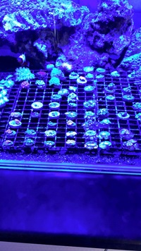 Coral frags bargain