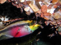 Adult Breeding pairs of Kribensis Cichlids