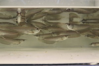 SILVER AROWANA FROM MALAYSIA