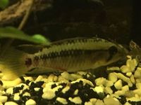 Apistogramma Hongsloi Male