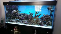 Full marine tank set up for sale