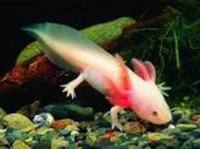 Axolotl For Sale We Deliver Golds Browns And Albinos Available