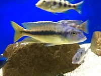 Taeniochromis holotaenia