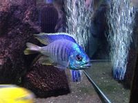 placidochromis jalo reef large male(croydon)