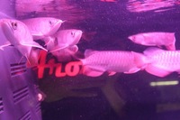 COMMUNITY OF 8 ASIAN AROWANA