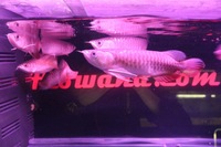 COMMUNITY OF 8 ASIAN AROWANA