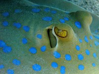 blue-spotted stingrays