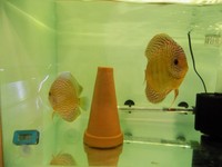 10 X Turquoise Discus 2.5 inches - 3 inches (£85 For 10)