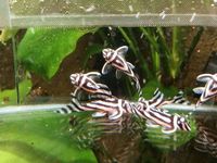 Hypancistrus zebra (more available) for sale