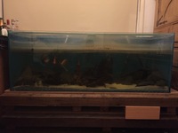 large fish tank