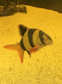 5 to 6 inch clown loach