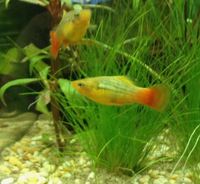 Golden platys for sale