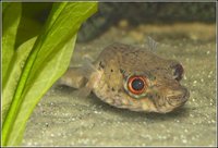 Palembang Puffer / Humpback Puffer