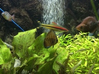 Discus x4 for sale