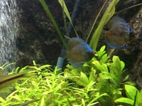 Discus x4 for sale