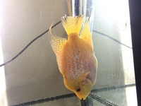 Golden base fader flowerhorn £40