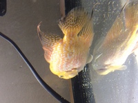 Golden base fader flowerhorn £40