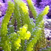 Macro Algae for the Marine Tank, Seahorse Aquarium and Nano-Tank. Beautiful as some Coral